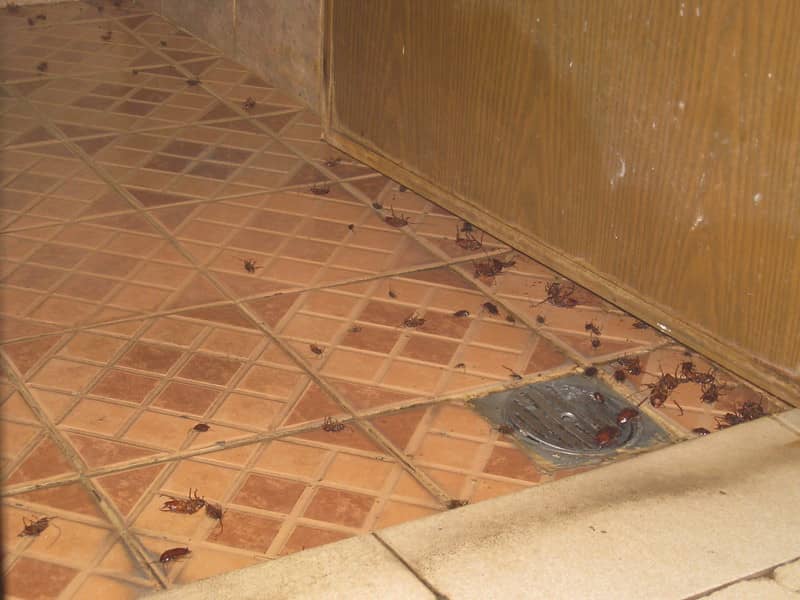Cockroaches In The Bathroom 