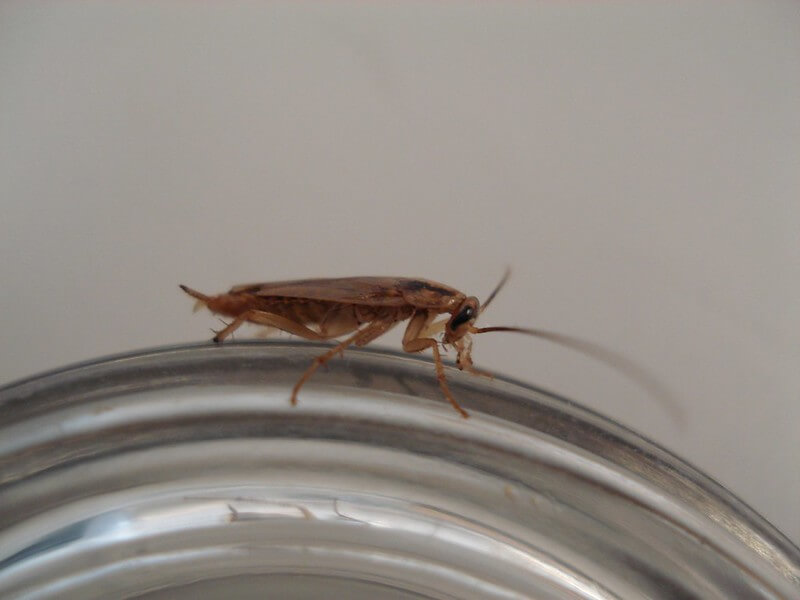German Cockroach Infestation 