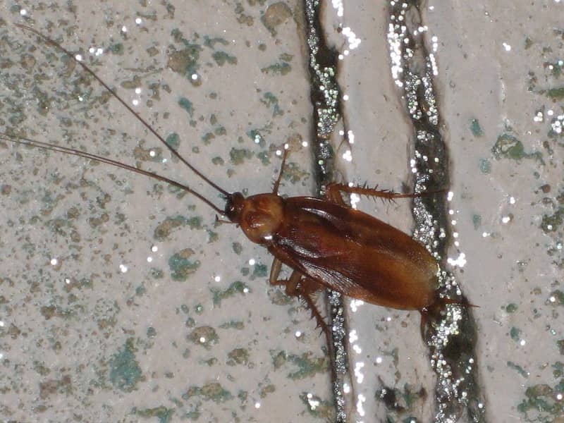 American Cockroach Living In Damp Areas 