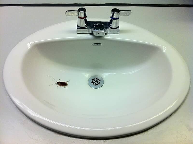 Cockroach Stays In Sink And Similar Places 